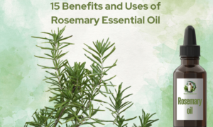 15 benefits of Rosemary essential oil