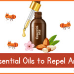 Essential Oils to Repel Ants