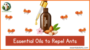 Essential Oils to Repel Ants